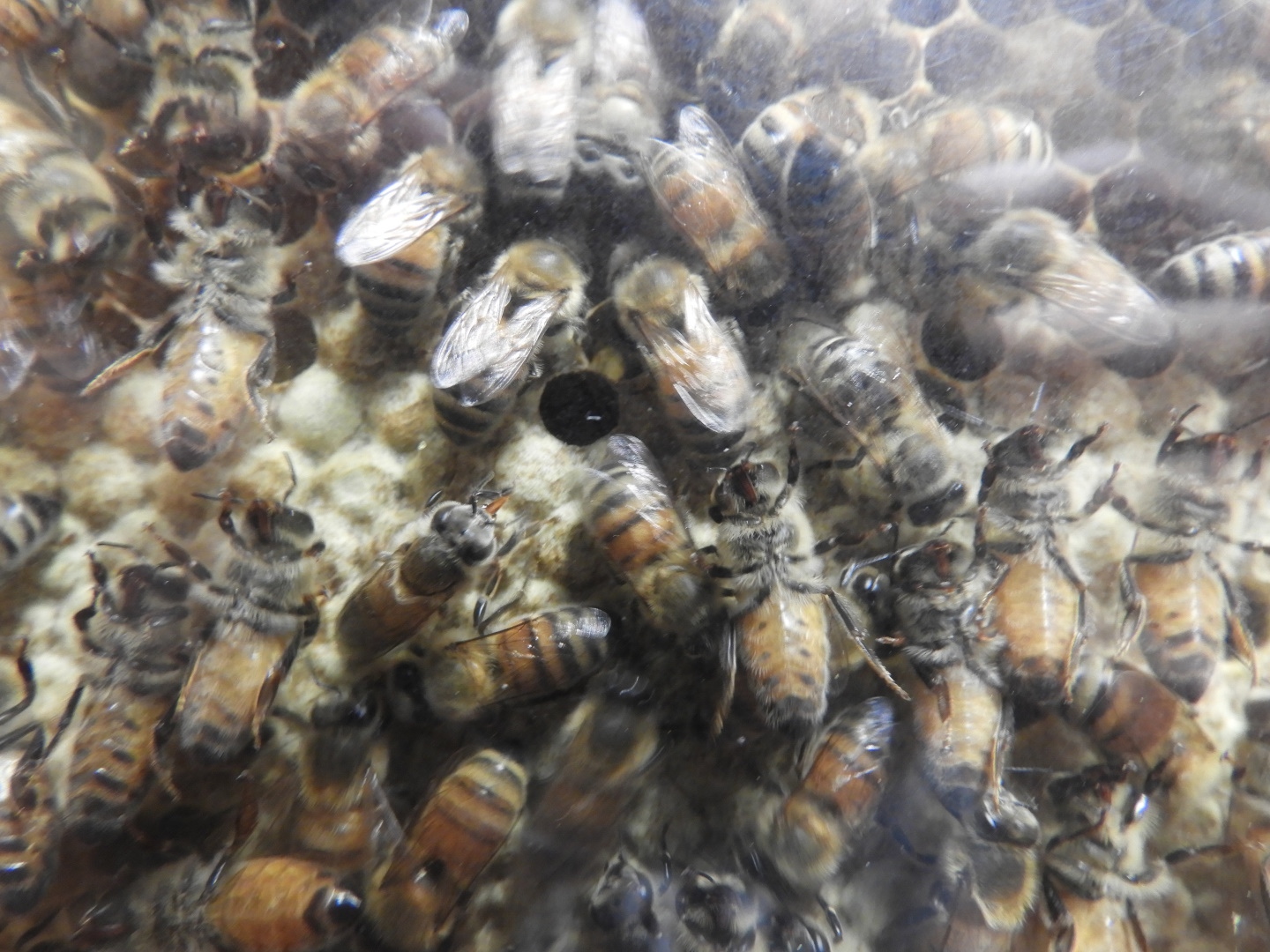 Western Honey Bees (Apis millifera)