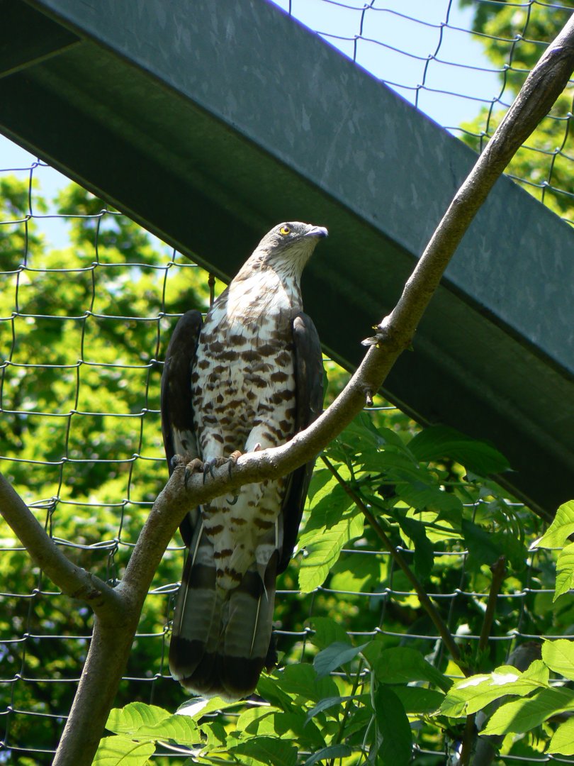 Western Honey Buzzard - 4 June 2019