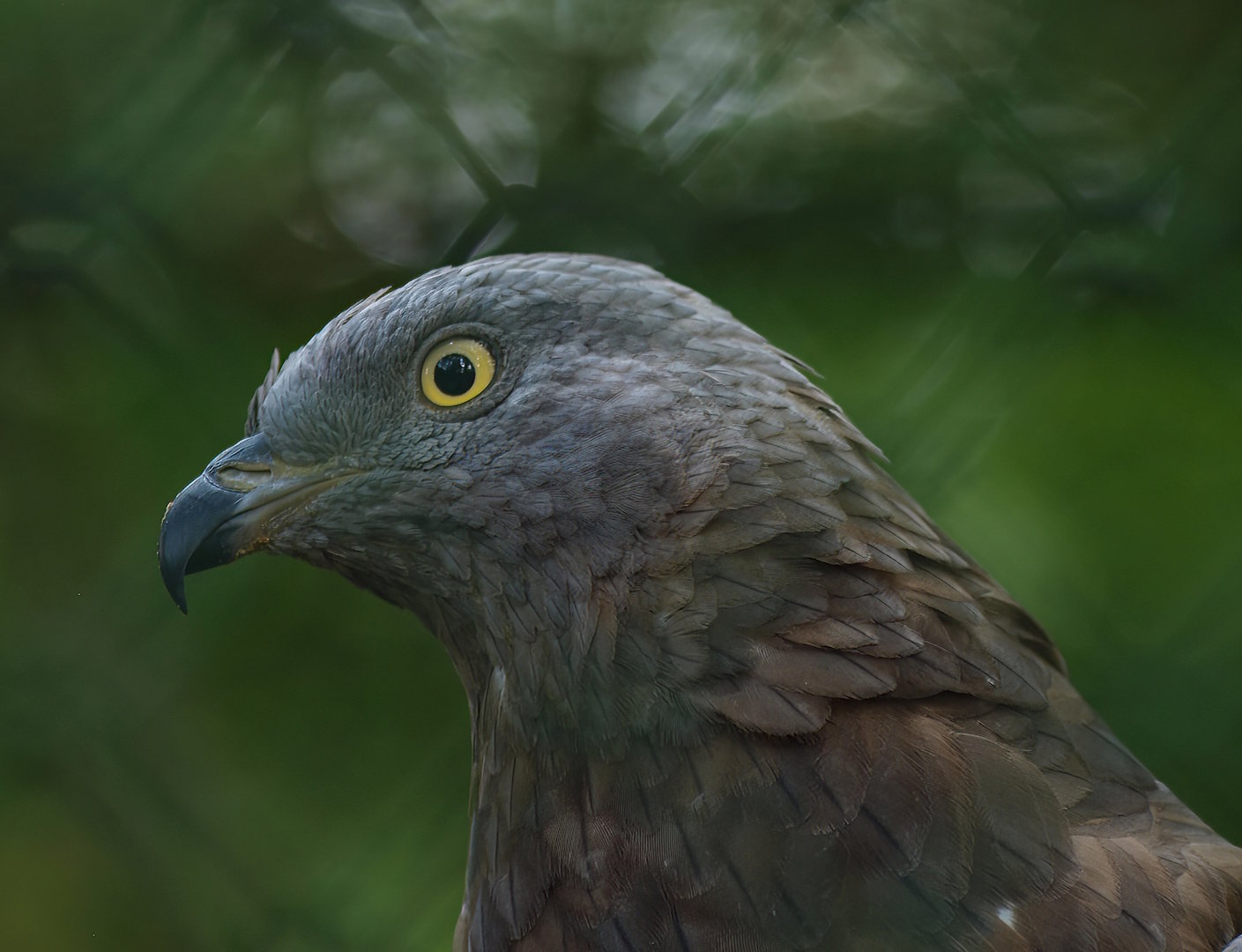 Western honey buzzard (Pernis apivorus), 2014-09-07