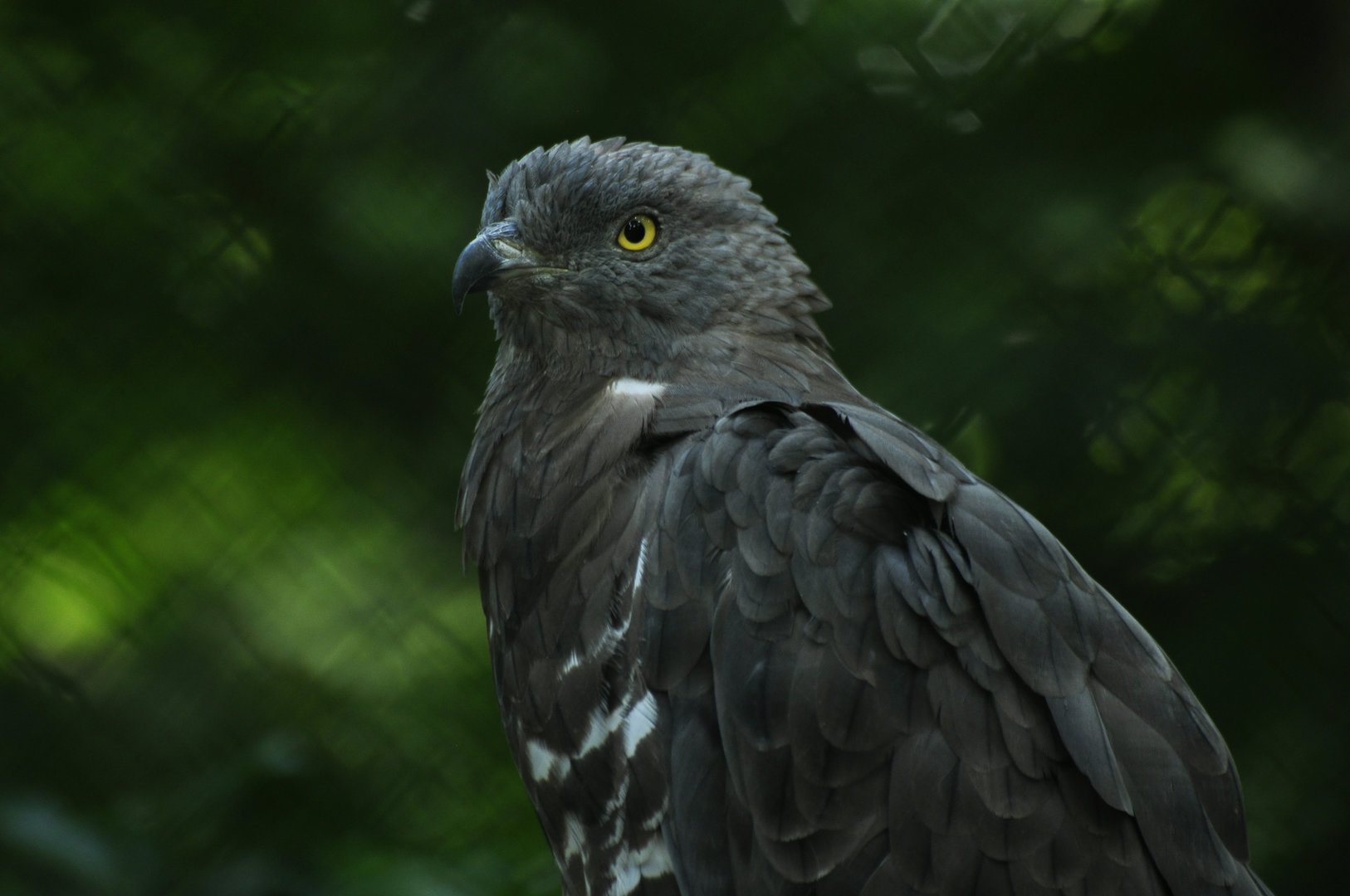 Western honey buzzard Pernis apivorus