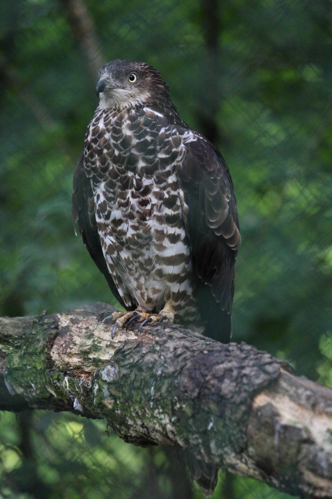 Western honey buzzard