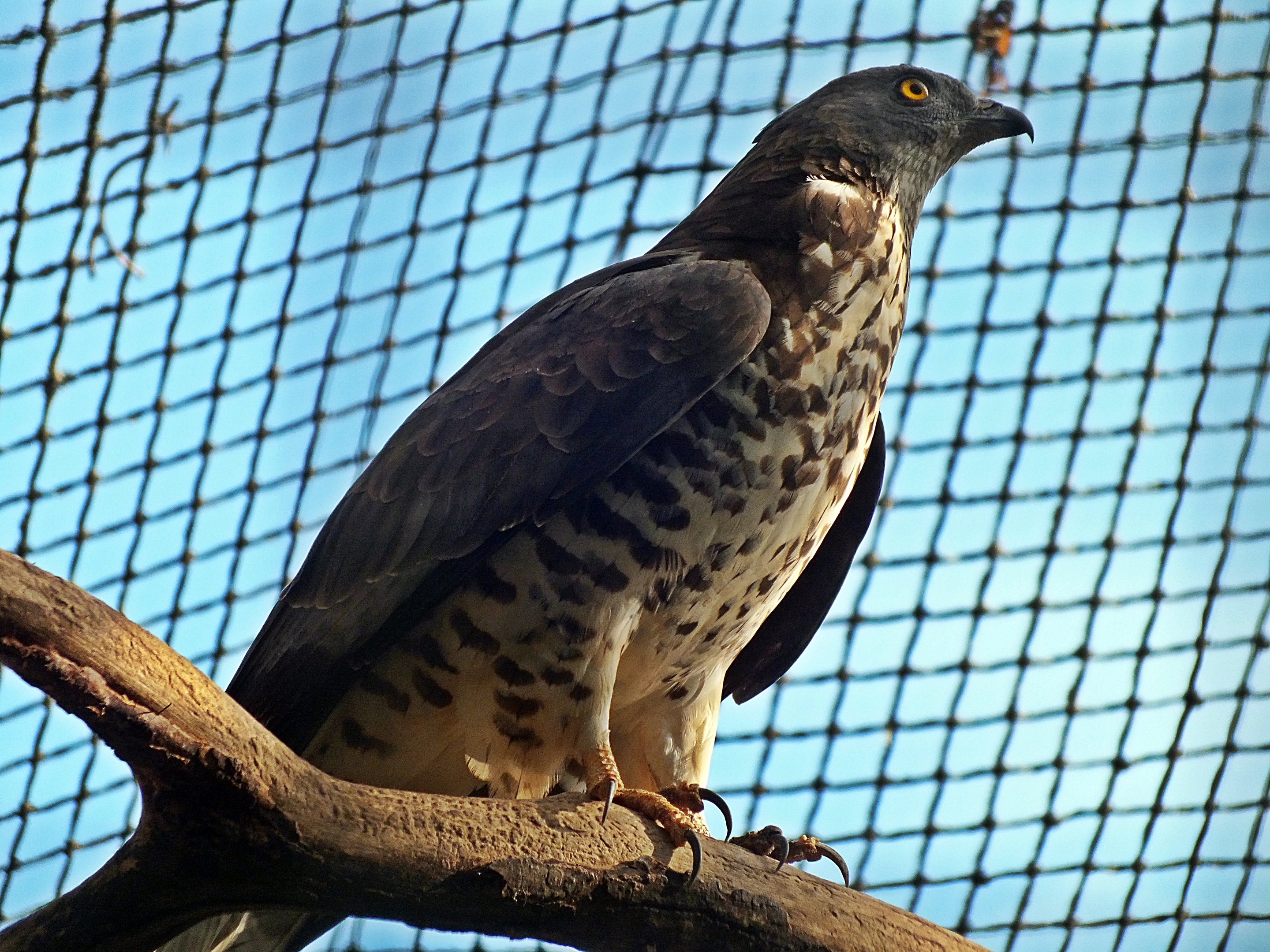 Western honey-buzzard