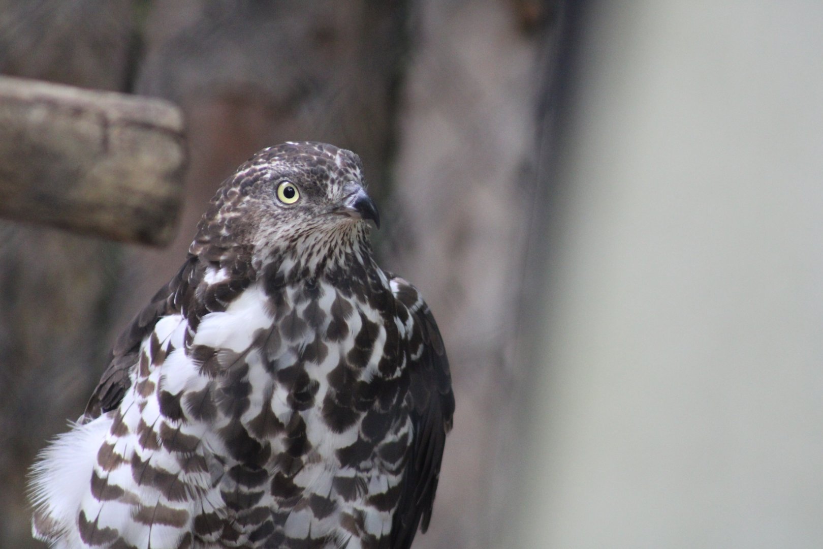 Western Honey Buzzard