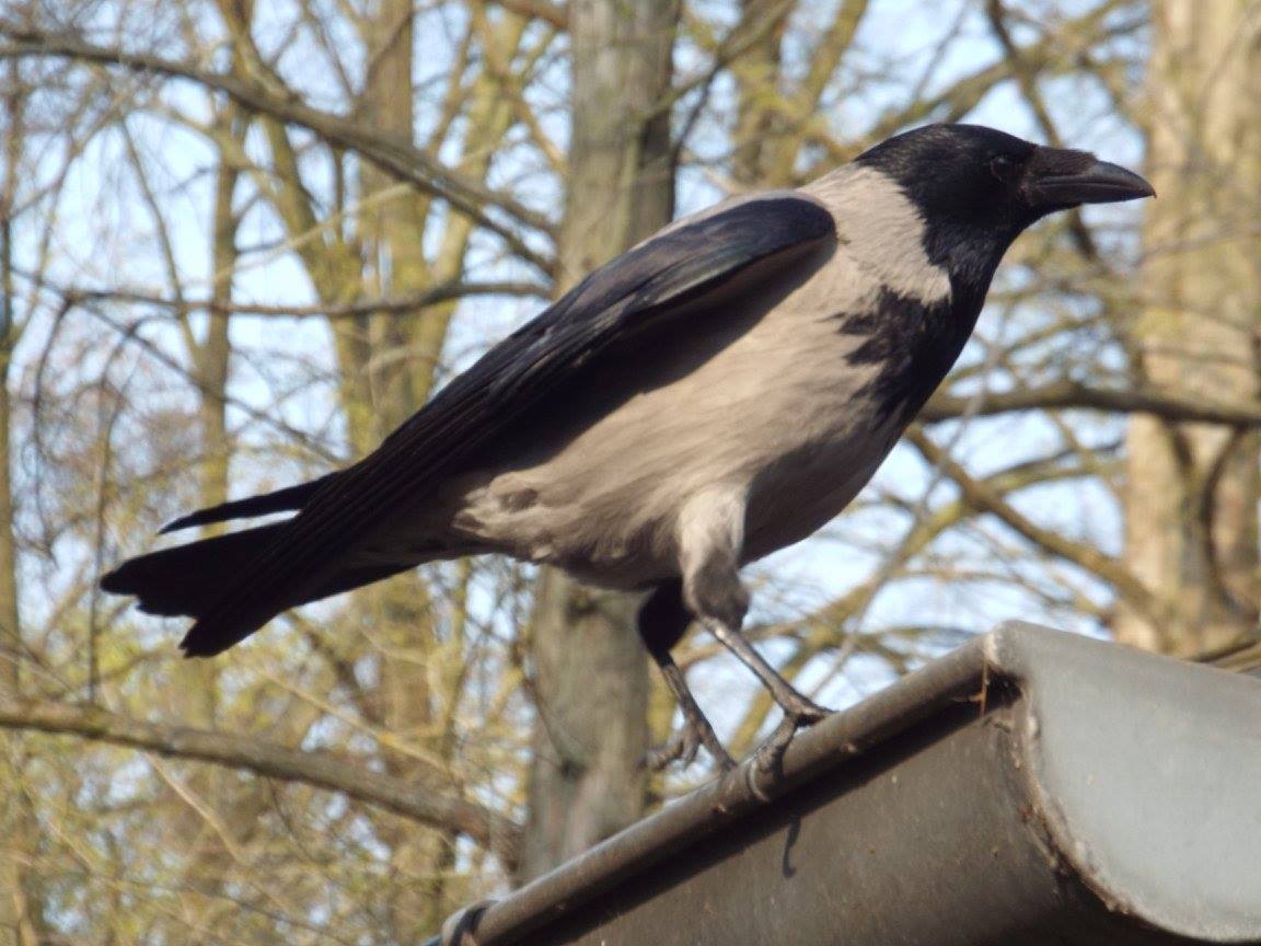 Western Hooded Crow (Corvus cornix cornix) - Wild individual seen on grounds of Tierpark Berlin 2014