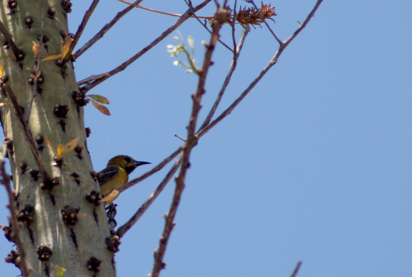 Western hooded oriole