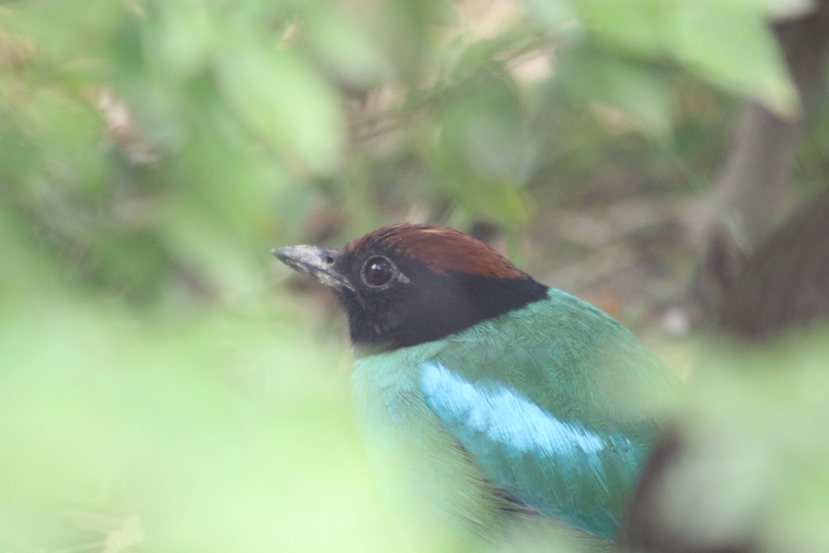 Western Hooded Pitta (Pitta sordida cucullata)