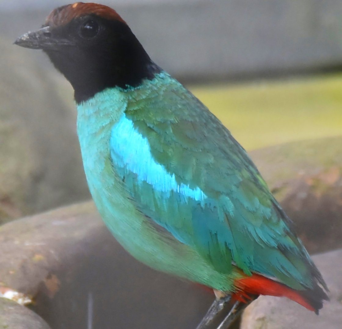 Western Hooded Pitta (Pitta sordida cucullata)
