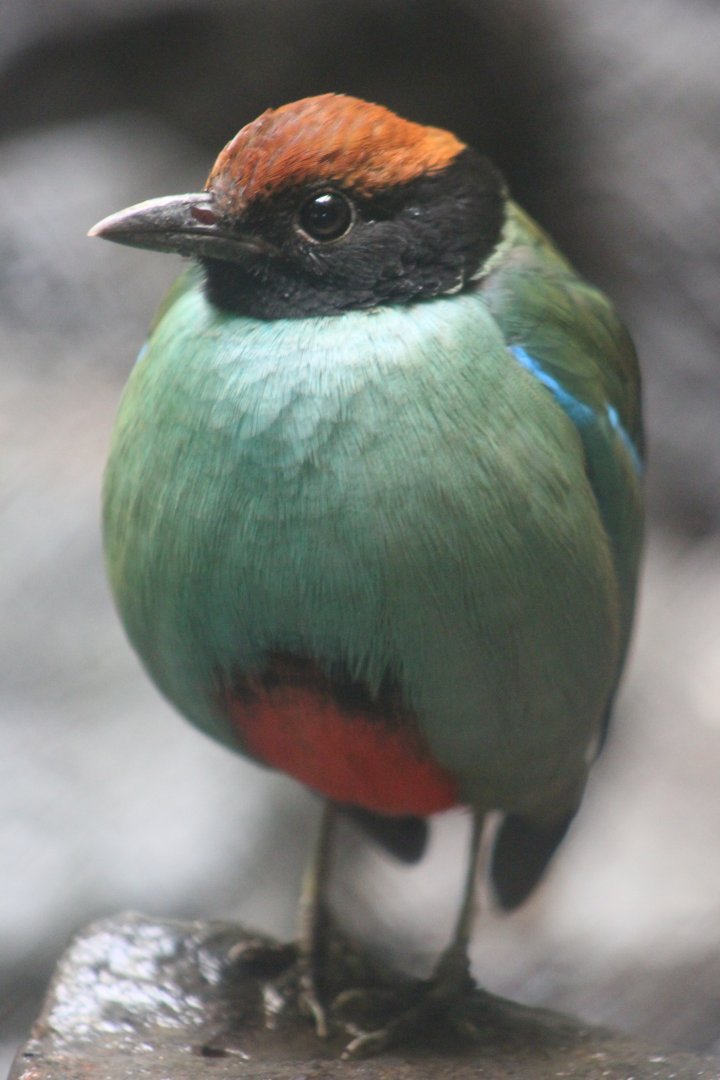 Western hooded pitta (Pitta sordida)