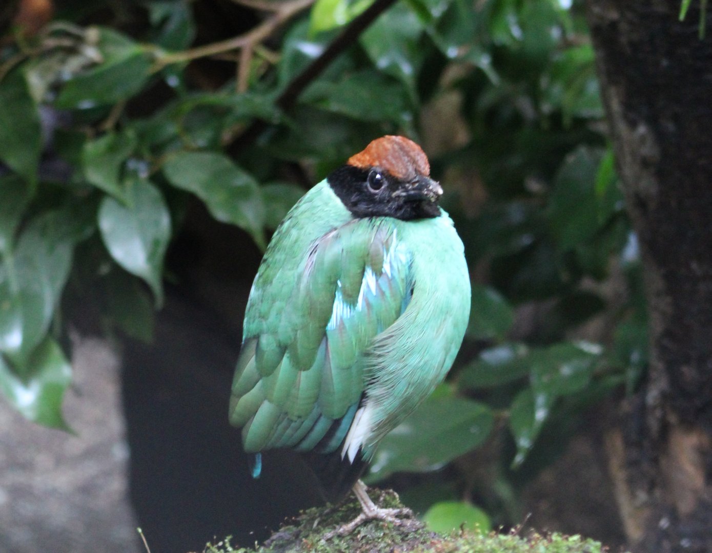 Western hooded pitta