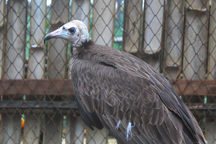 Western hooded vulture (Necrosyrtes monachus 'monachus')