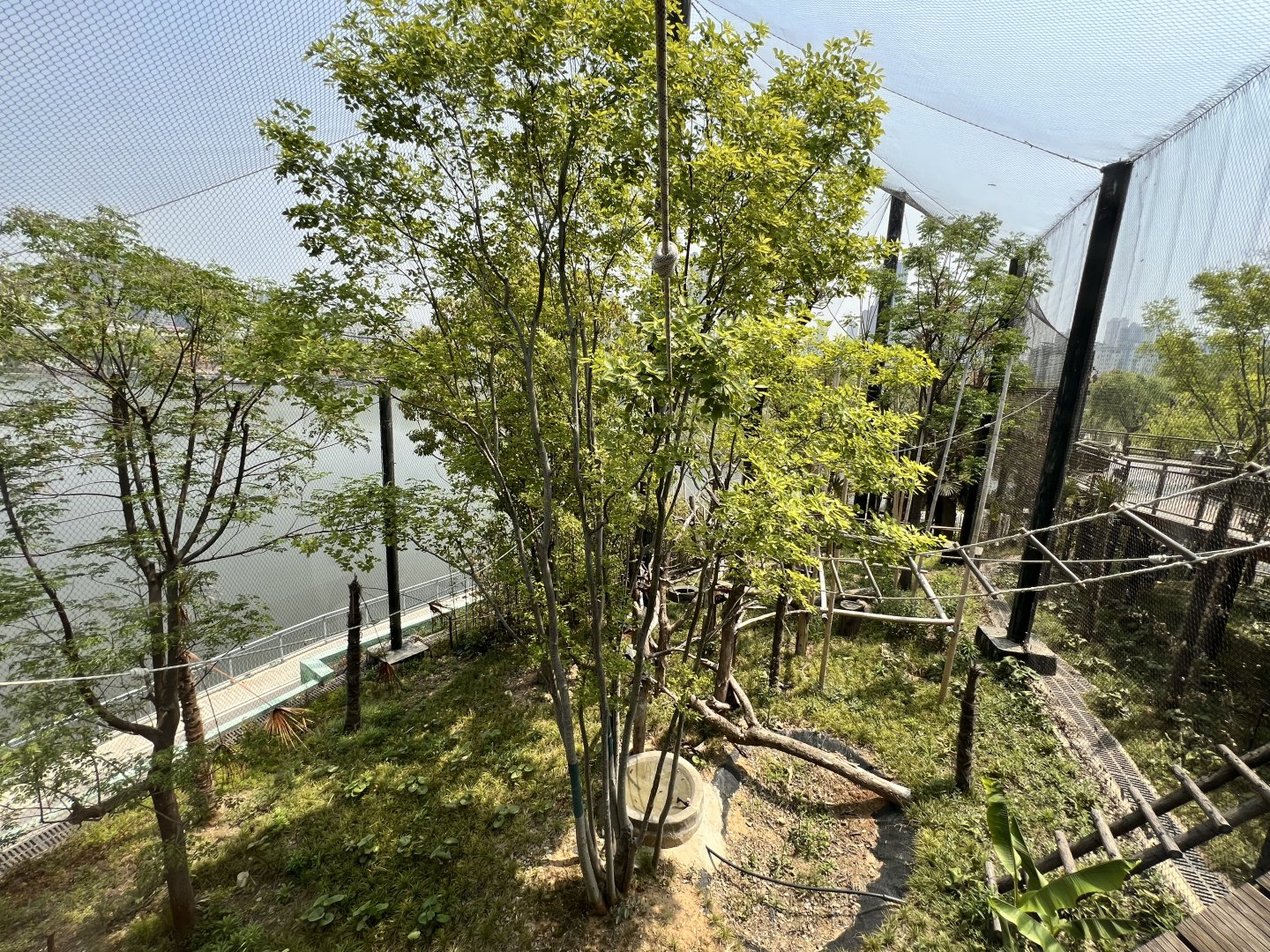 Western Hoolock Gibbon Exhibit