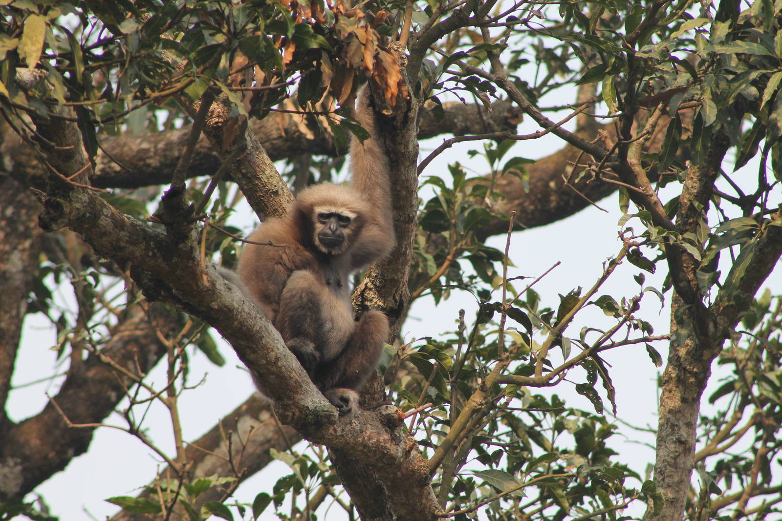 Western Hoolock Gibbon (Hylobates [Hoolock] hoolock)