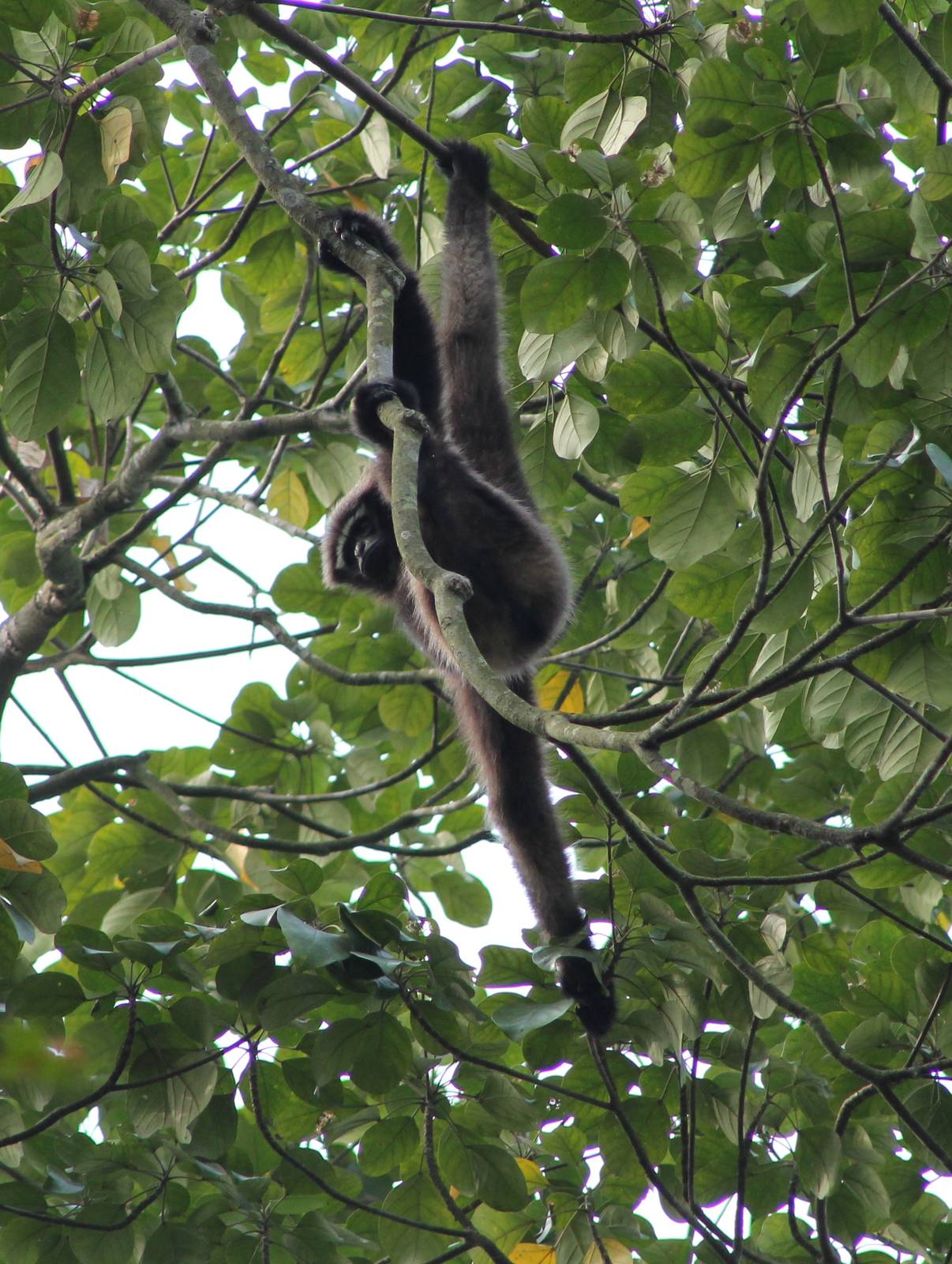 Western Hoolock Gibbon (Hylobates [Hoolock] hoolock)