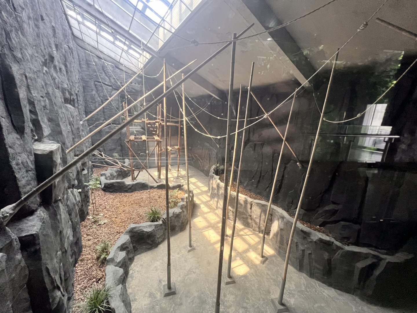 Western Hoolock Gibbon Indoor Exhibit