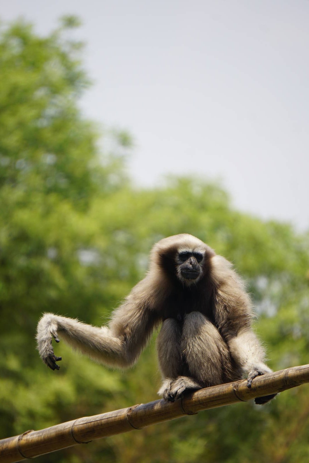 Western Hoolock Gibbon