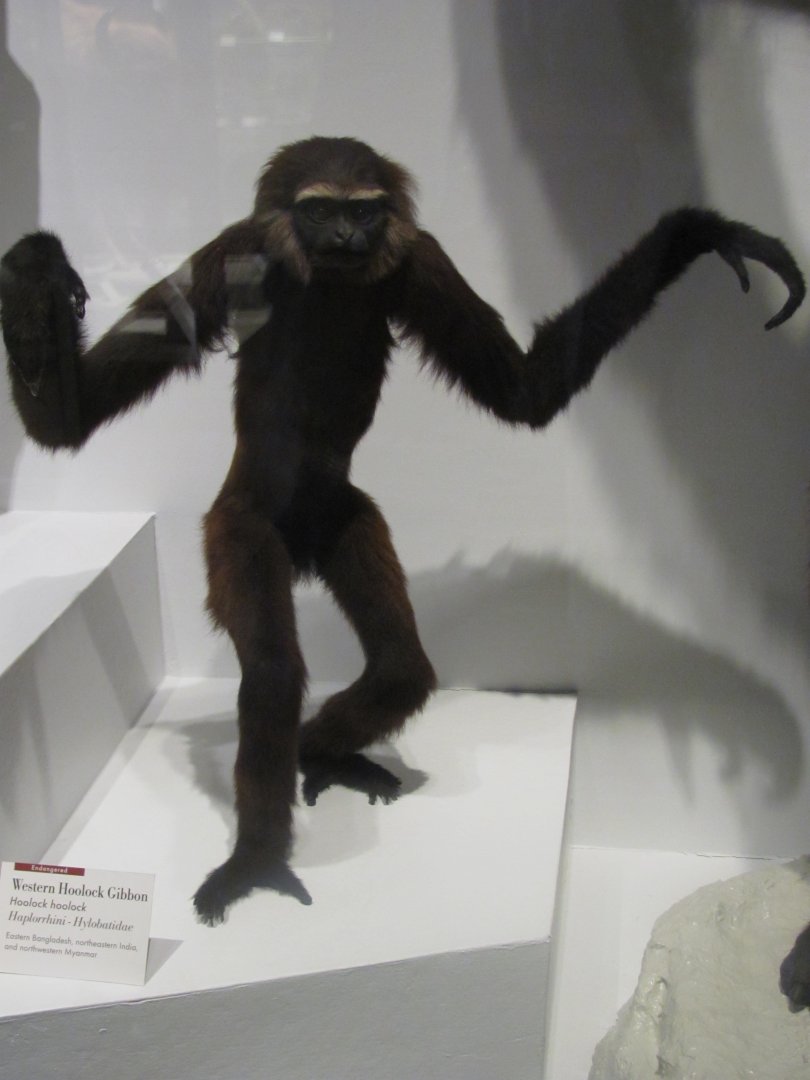 Western Hoolock Gibbon