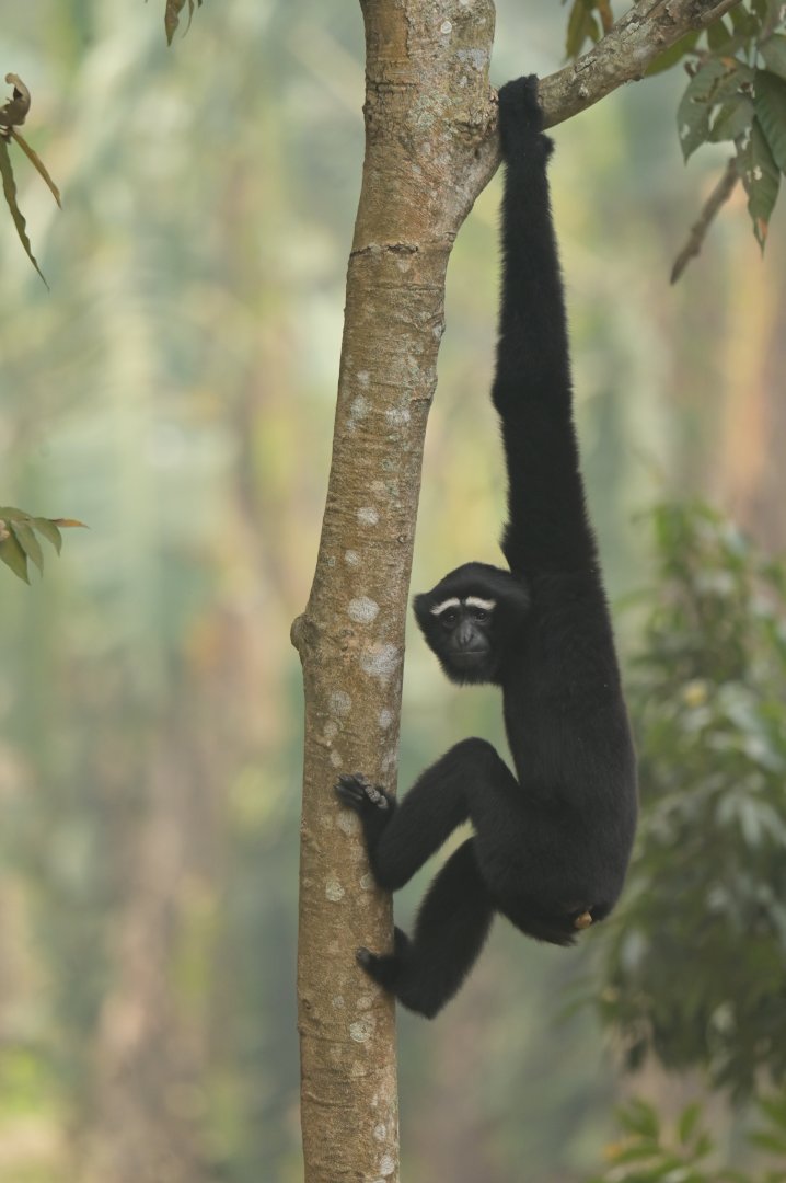 Western hoolock Hoolock hoolock