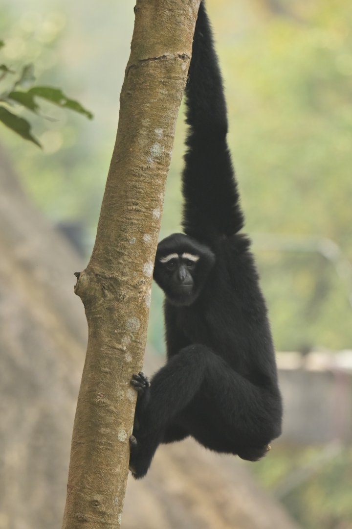 Western hoolock Hoolock hoolock