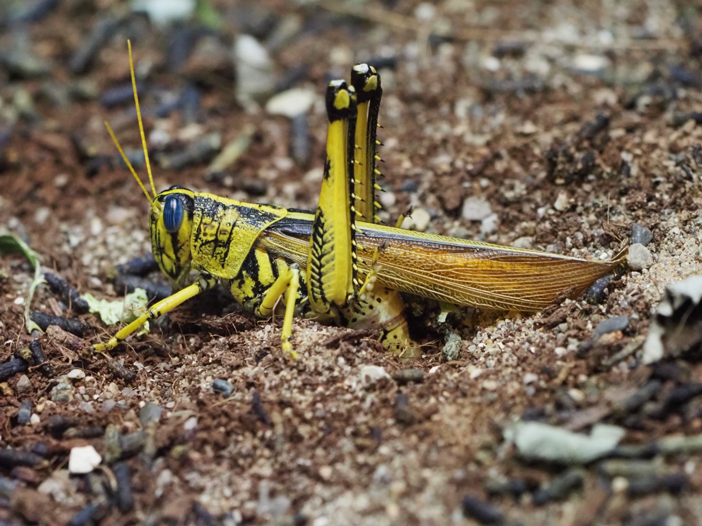 Western Horse Lubber