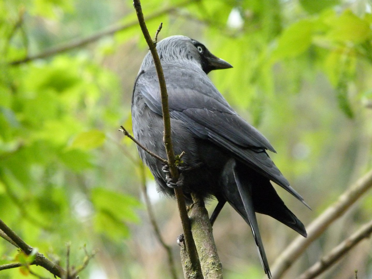 Western jackdaw -Bioparc de Doué la Fontaine (2025)