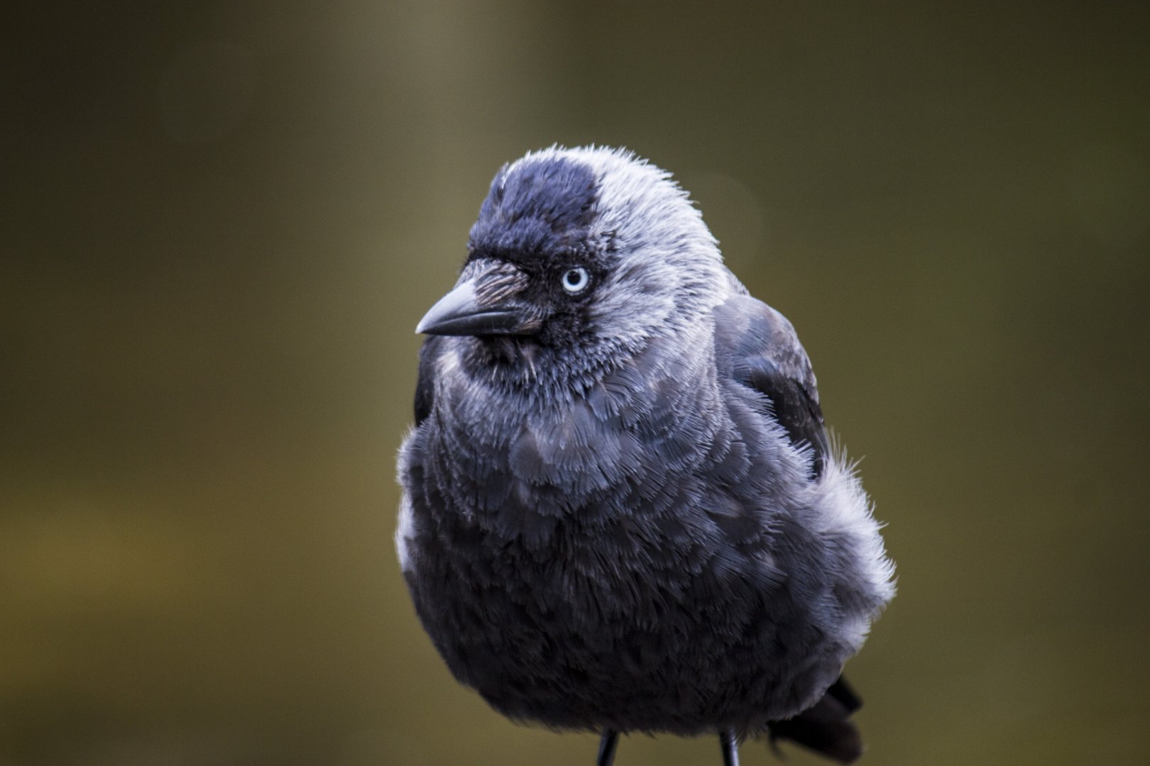 Western jackdaw, Coloeus monedula spermologus