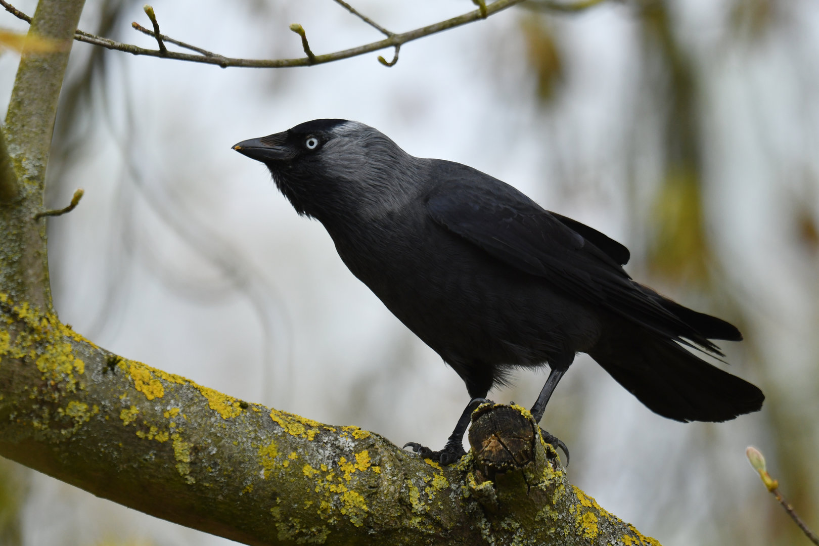 Western jackdaw (Coloeus monedula)