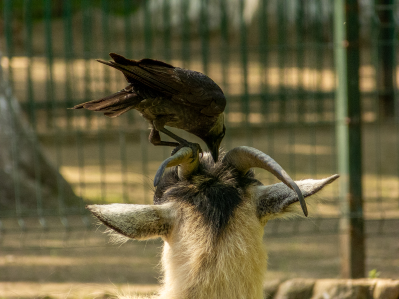 Western jackdaw (Coloeus monedula)