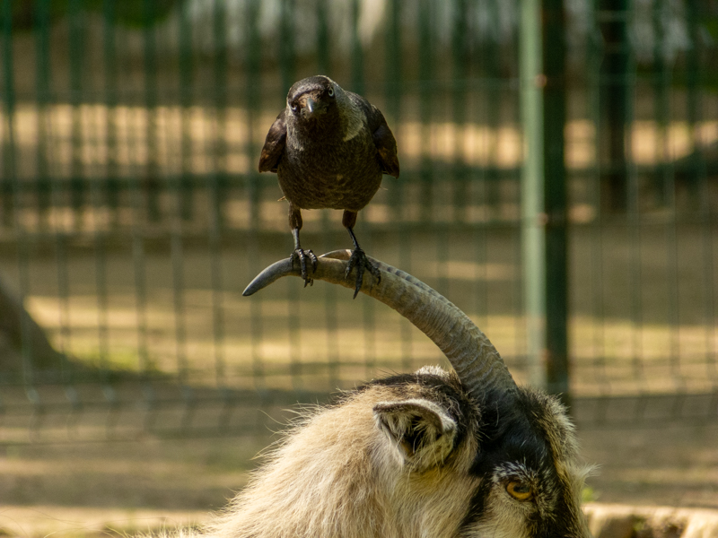 Western jackdaw (Coloeus monedula)