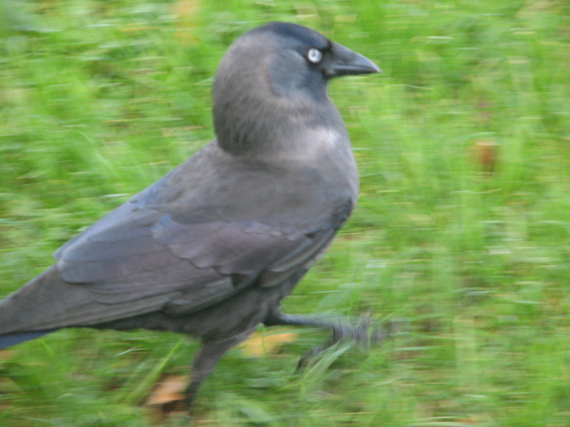 Western jackdaw, Phoenix Park, Dublin