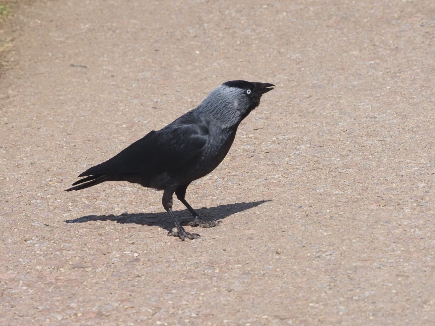 Western Jackdaw (Wild) 1