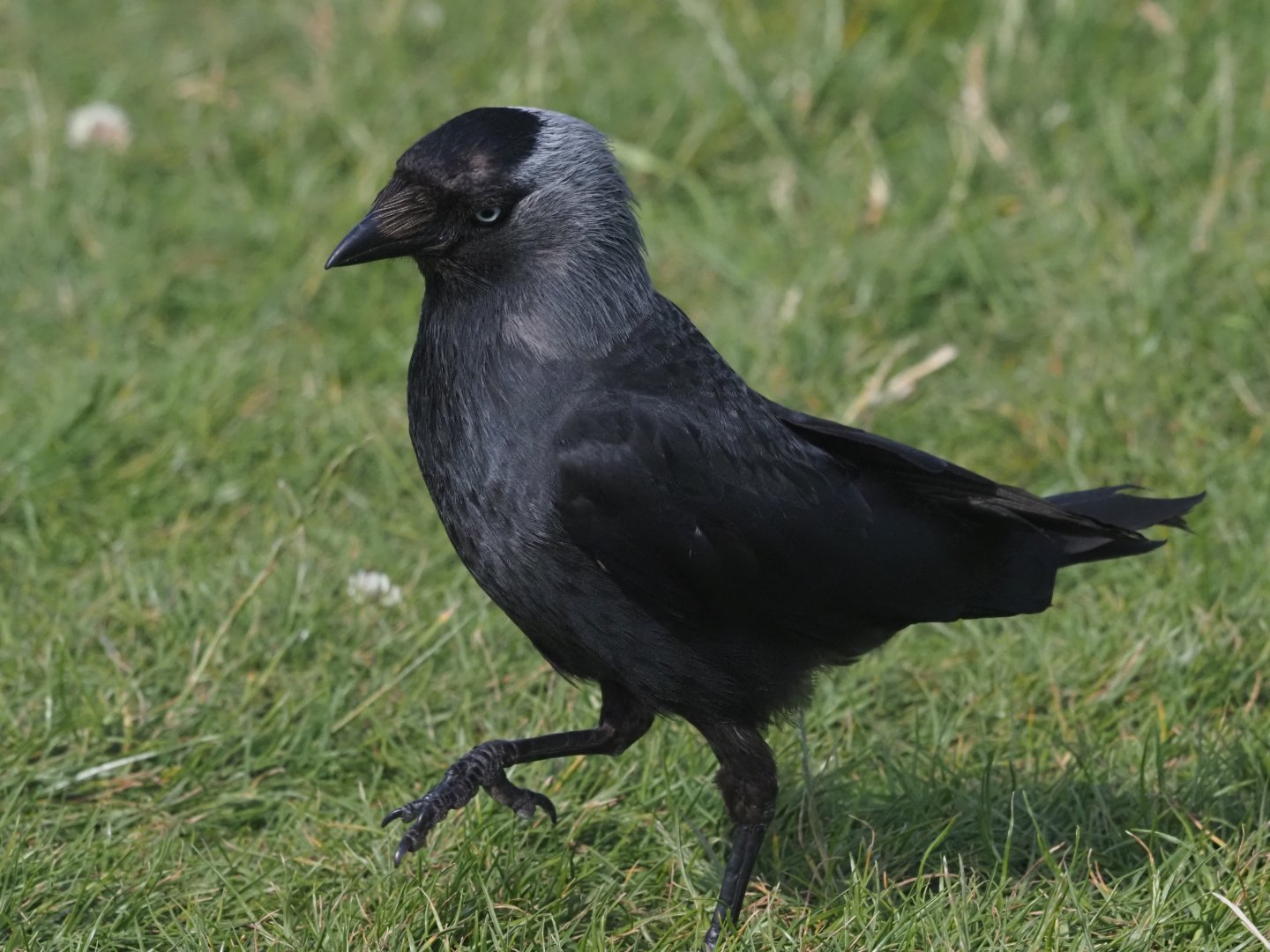 Western Jackdaw (Wild) 2