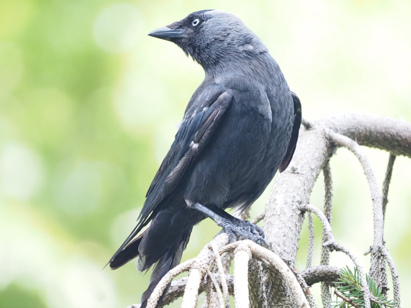 Western Jackdaw (Wild)