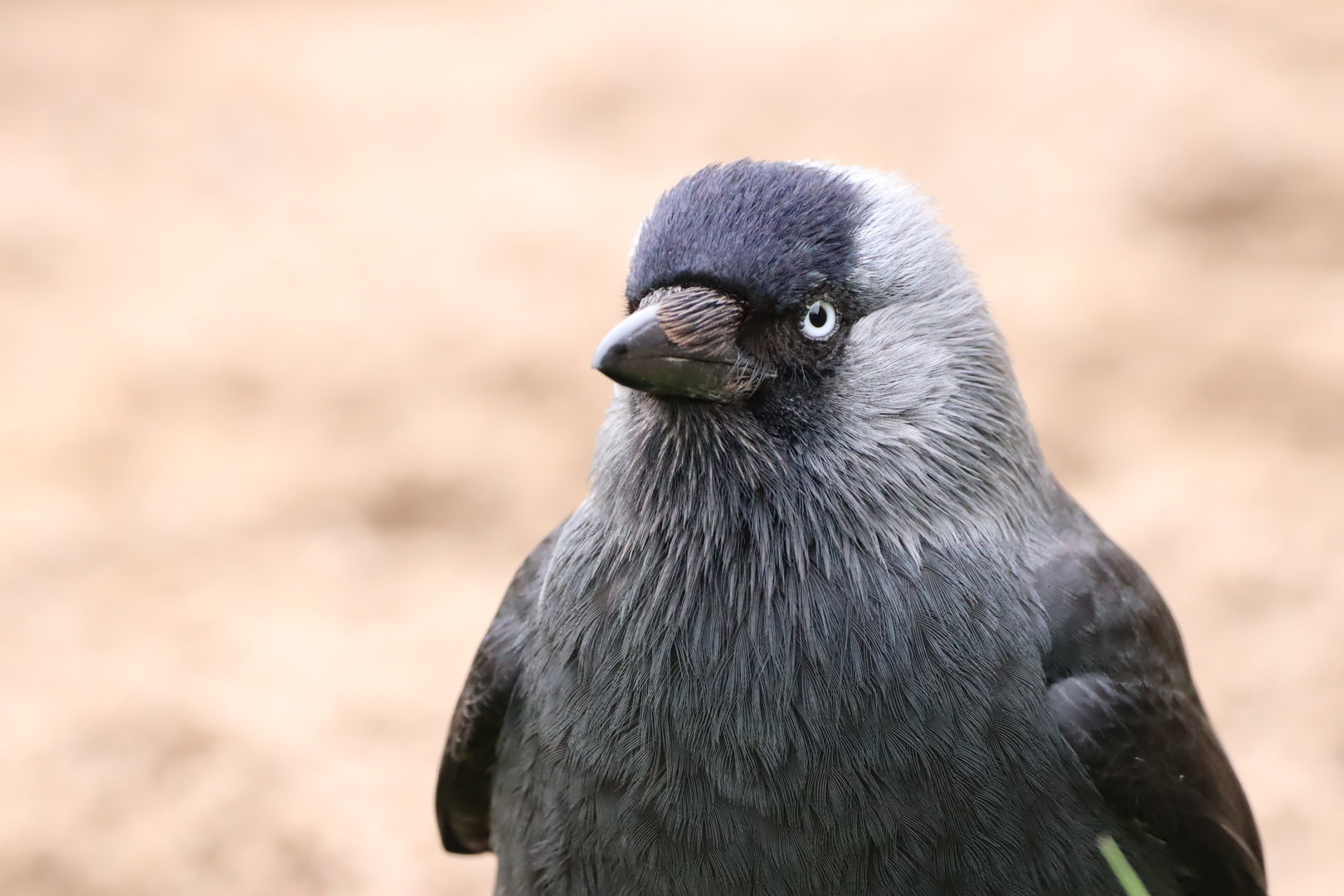 Western Jackdaw