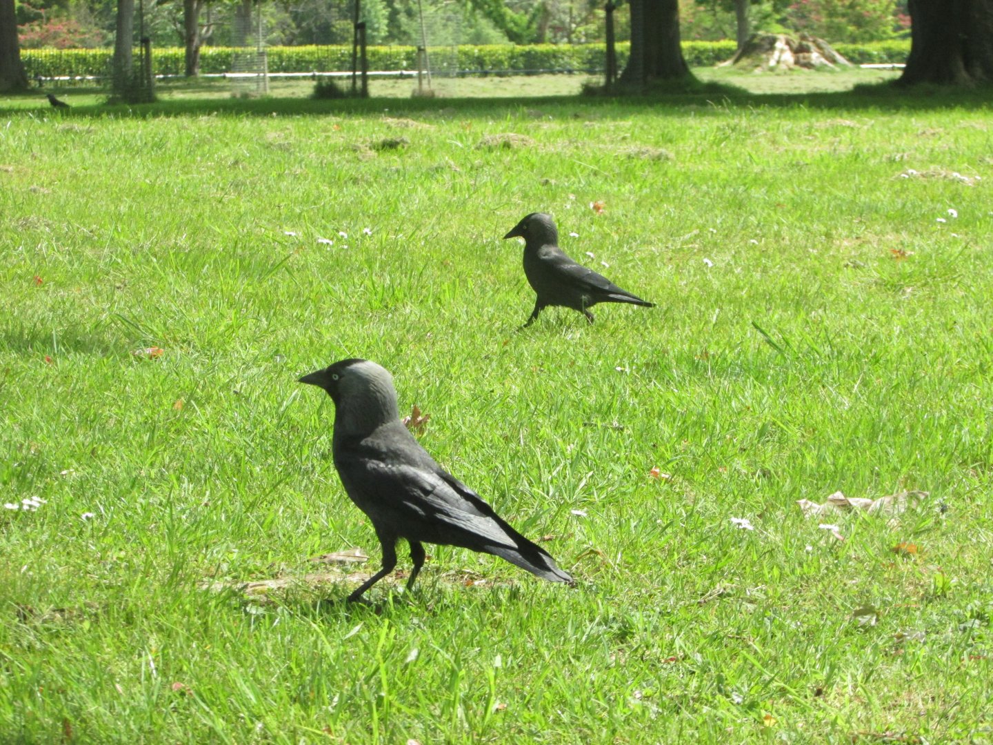 Western jackdaws