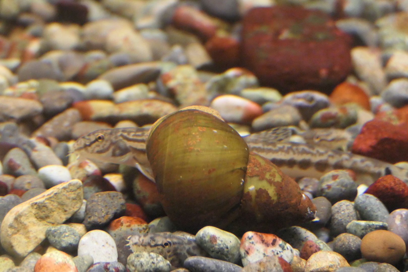 Western Japanese Striped Loach (Cobitis sp. BIWAE type B) - Lake Biwa Museum