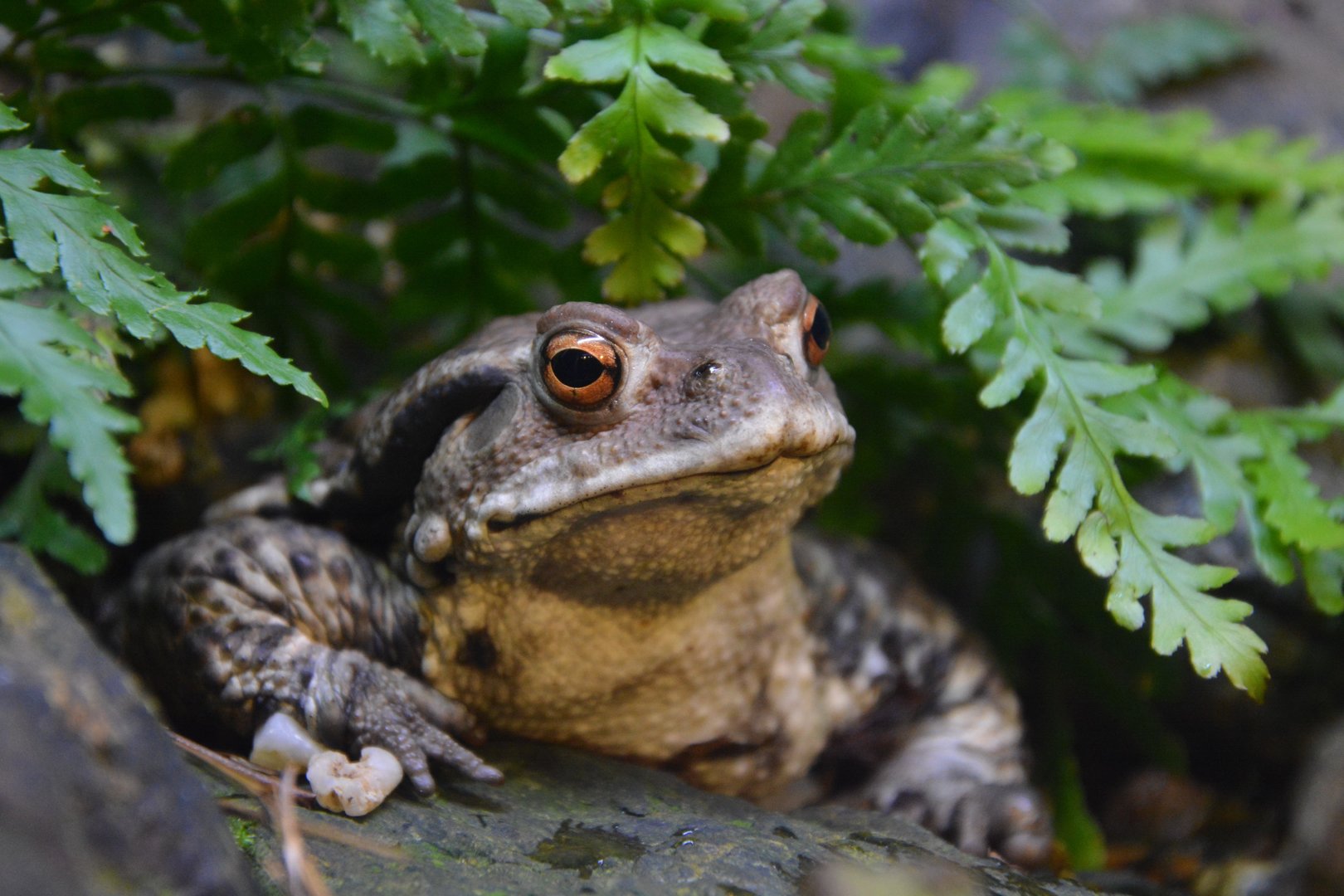 Western Japanese toad (Bufo japonicus japonicus)