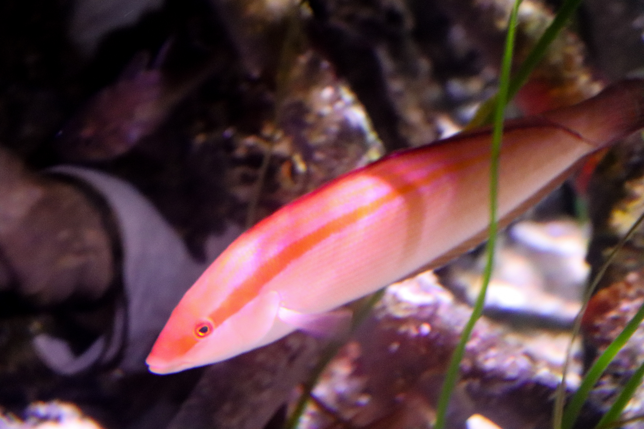 Western King Wrasse (Coris auricularis) - December 2018