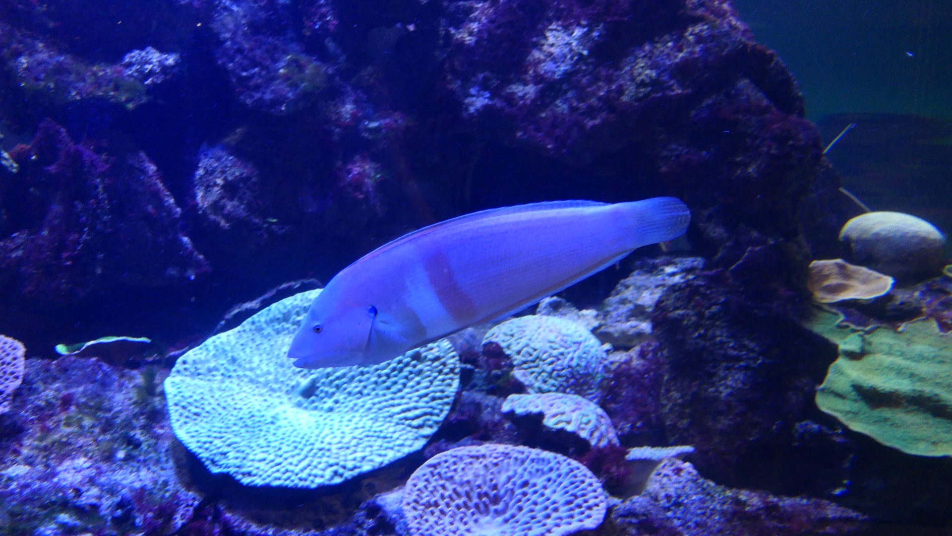 Western King Wrasse (Coris auricularis) - Dolphin Discovery Centre, Bunbury