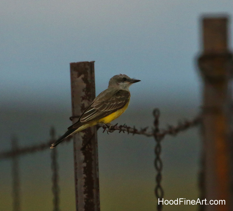 Western kingbird at dusk