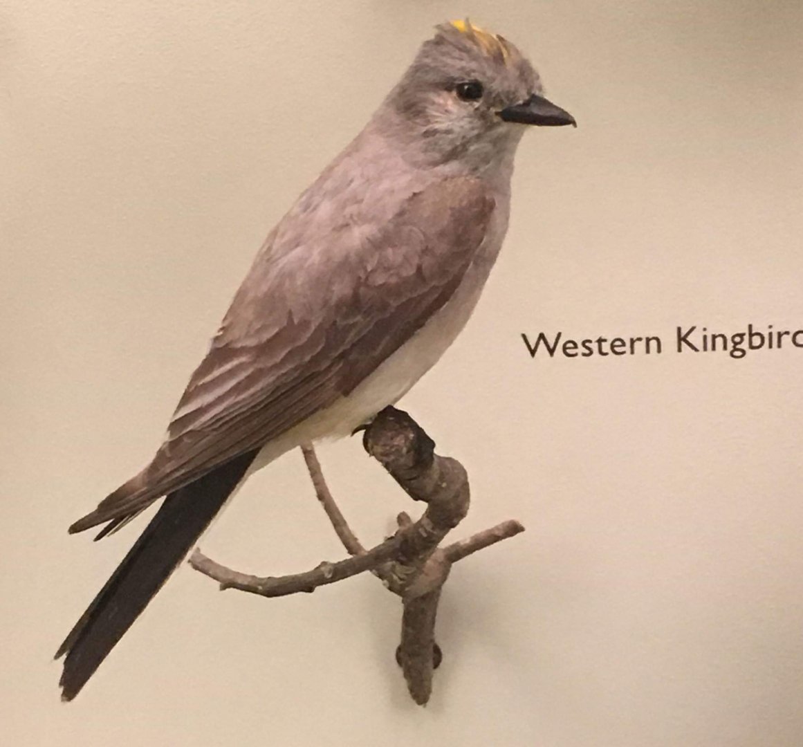Western kingbird (Tyrannus verticalis)
