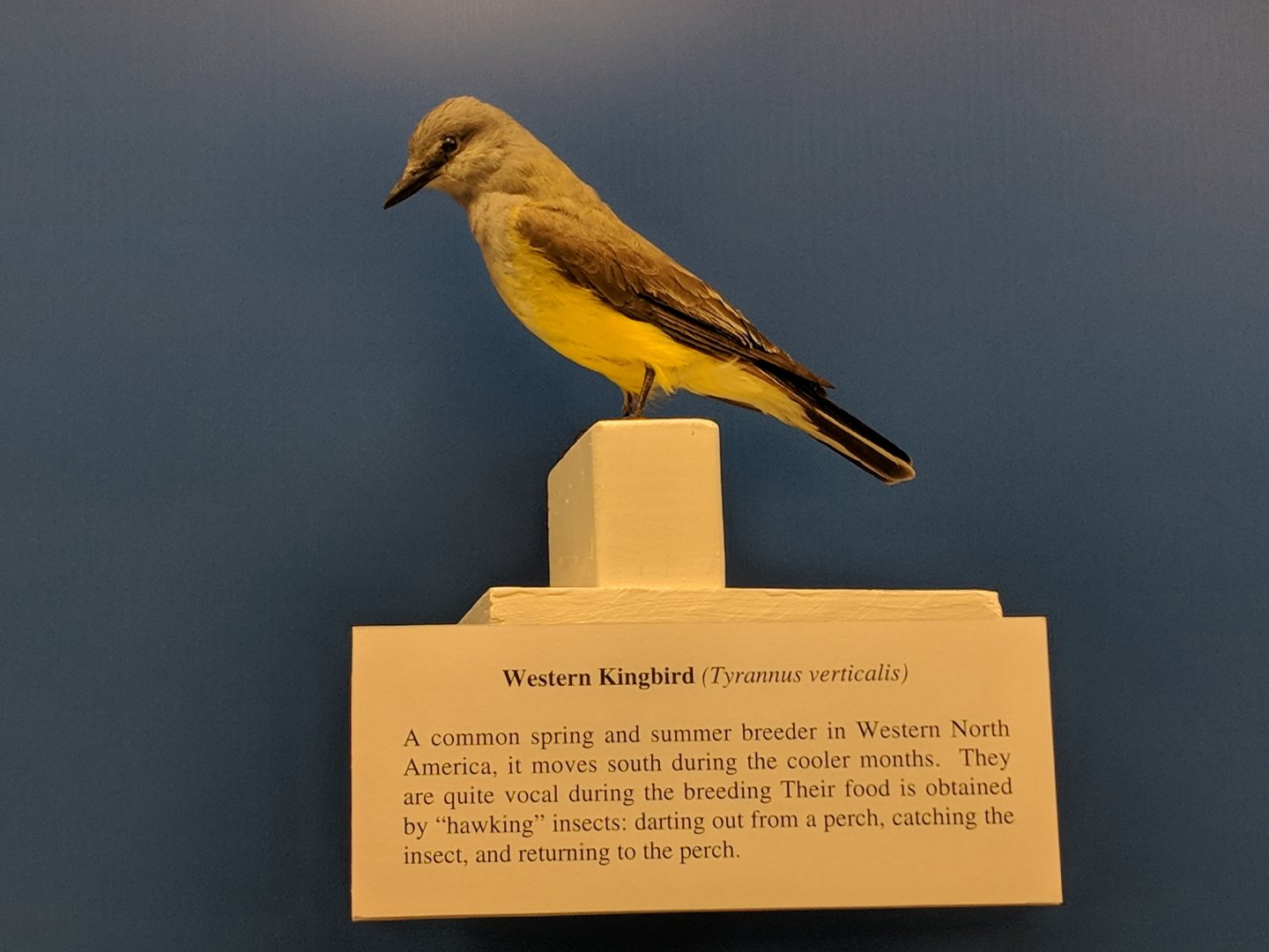 Western kingbird (Tyrannus verticalis)