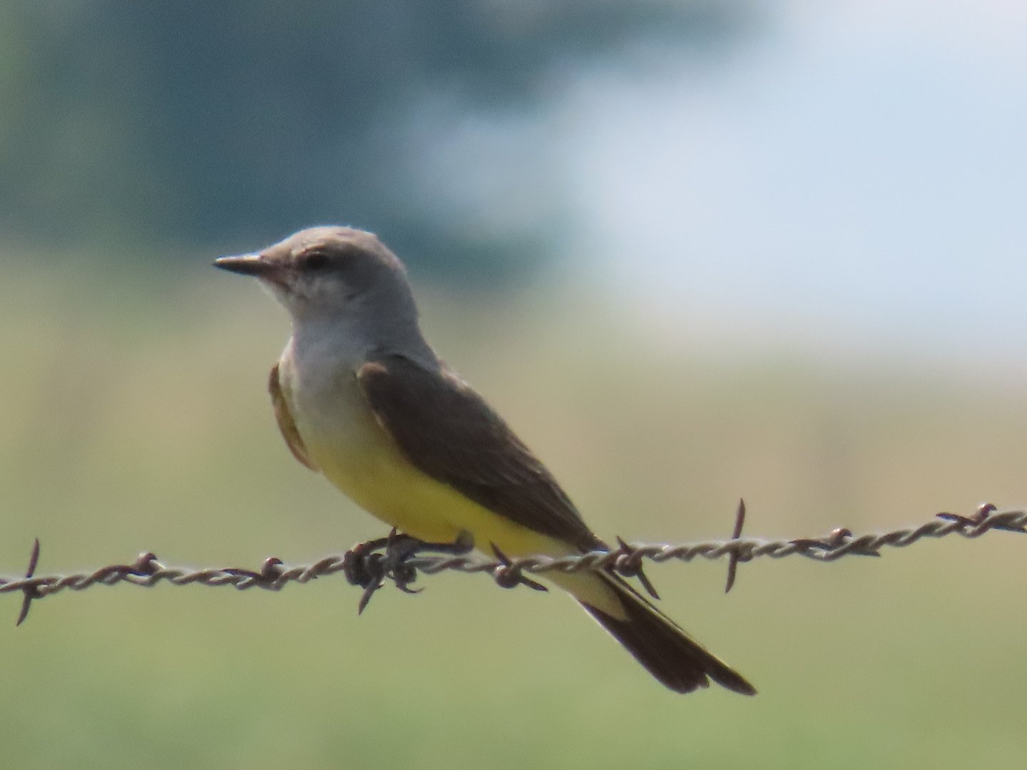 Western Kingbird (Tyrannus verticalis)