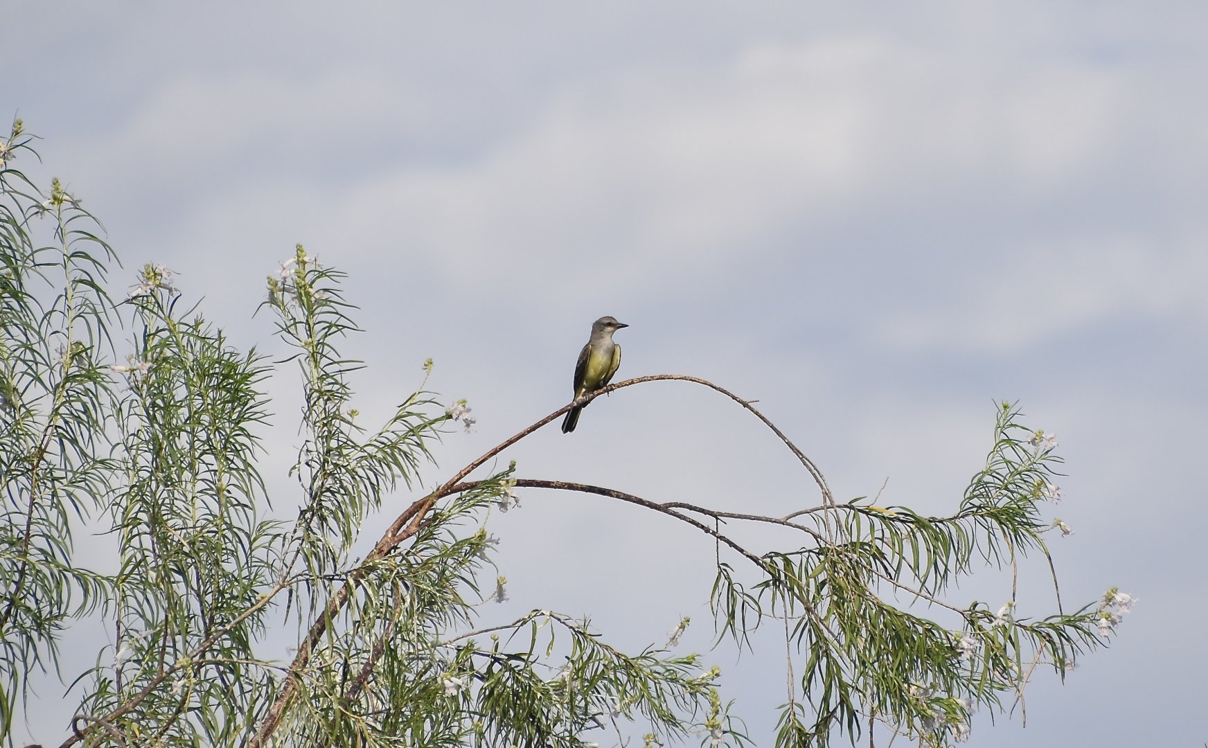 Western Kingbird (Tyrannus verticalis)