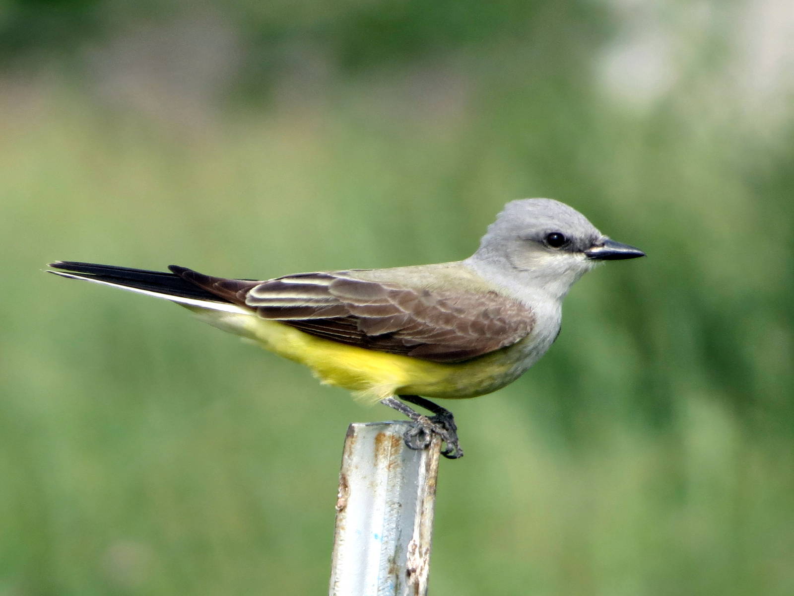 Western Kingbird