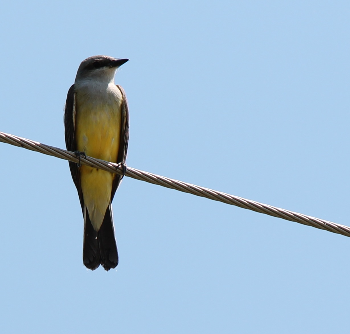 Western Kingbird