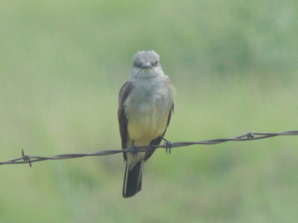 western kingbird