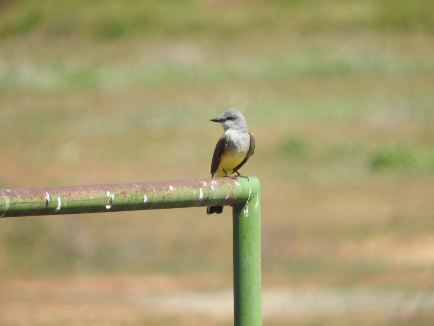 Western Kingbird