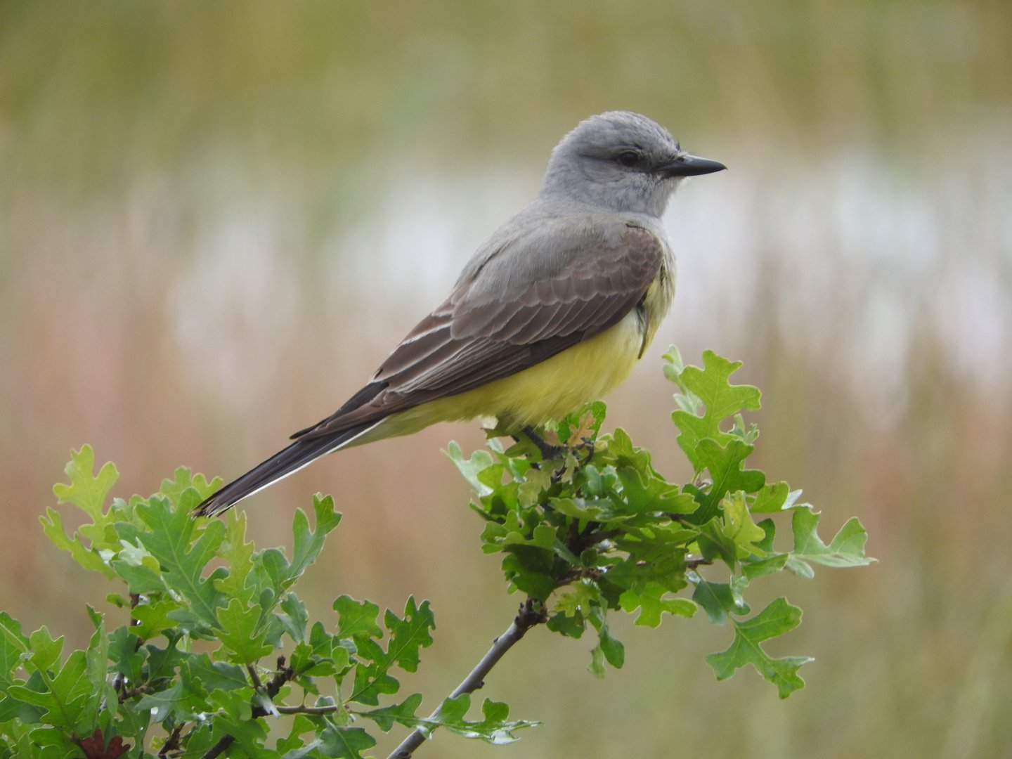 Western Kingbird
