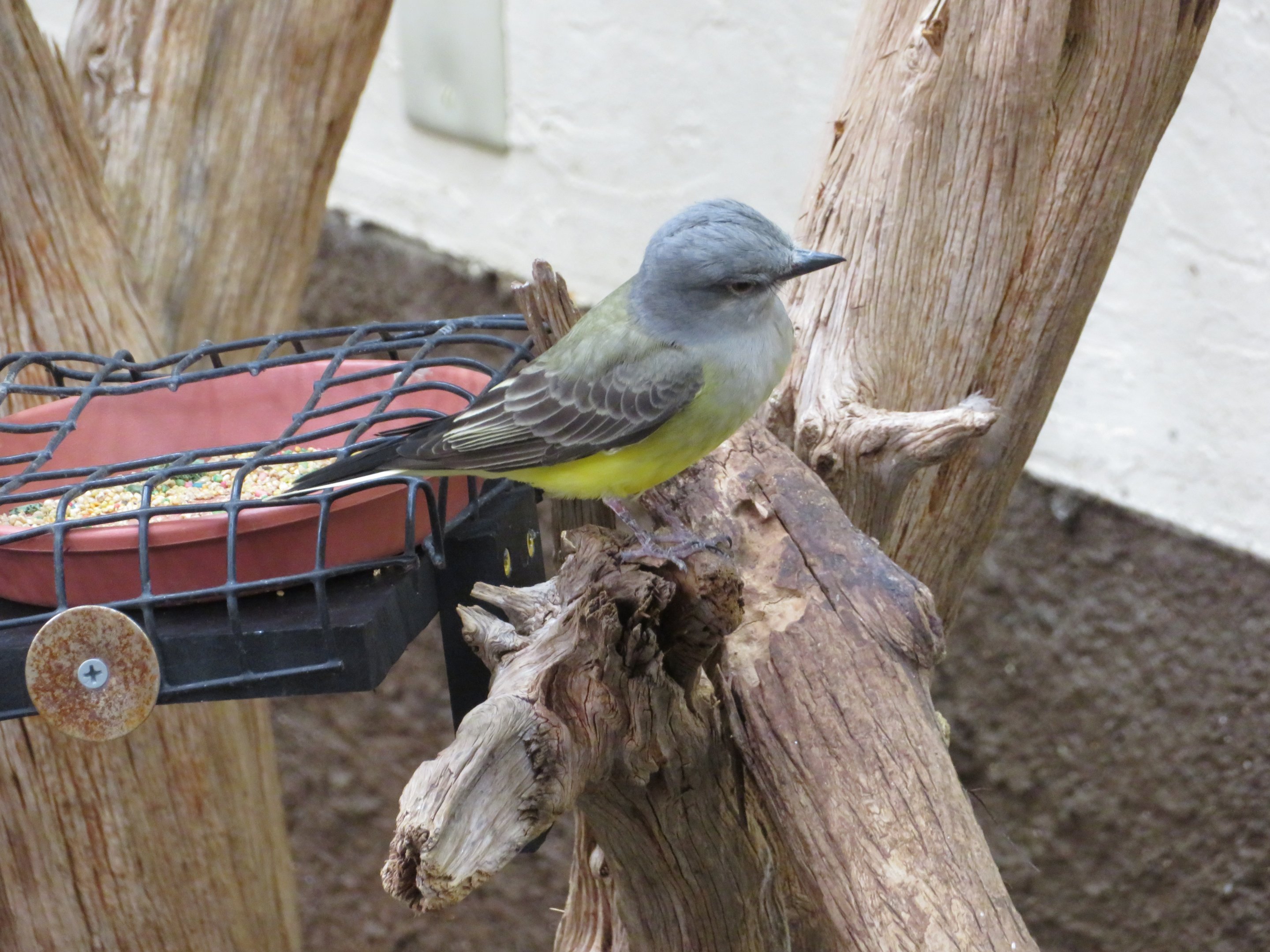 Western Kingbird