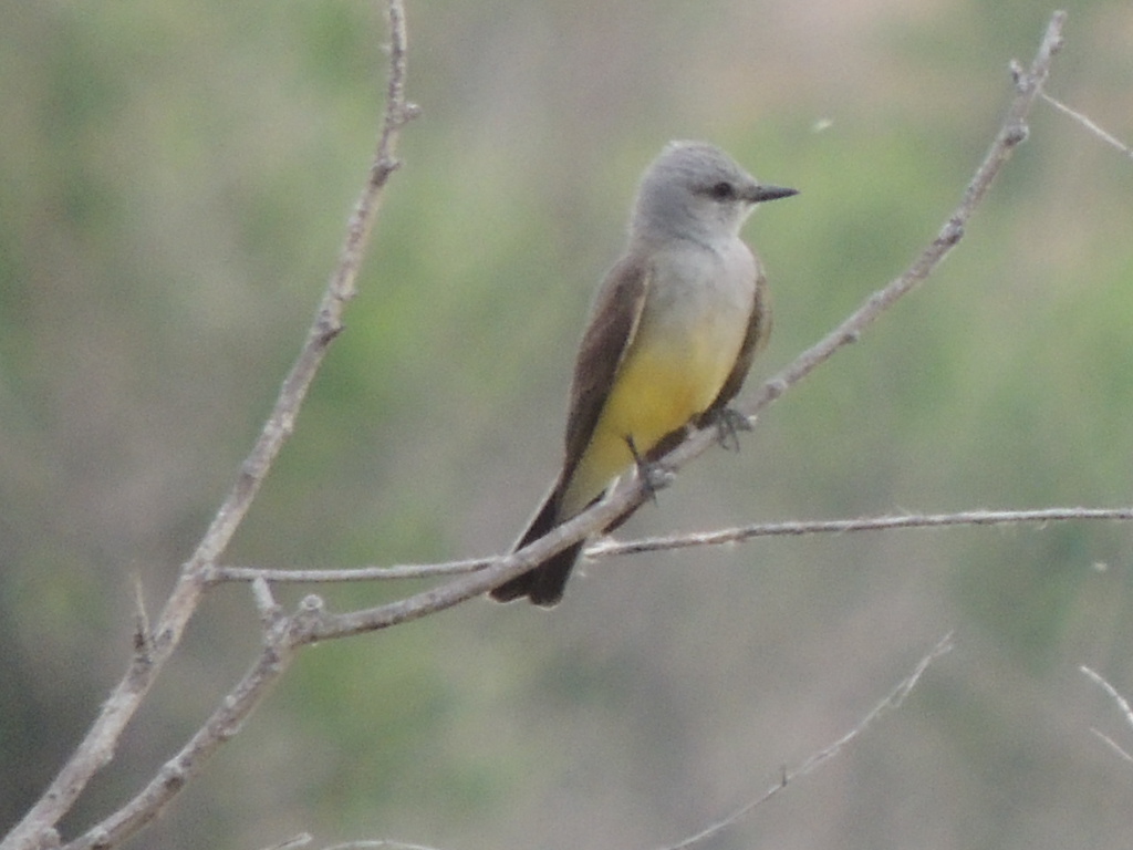 western kingbird